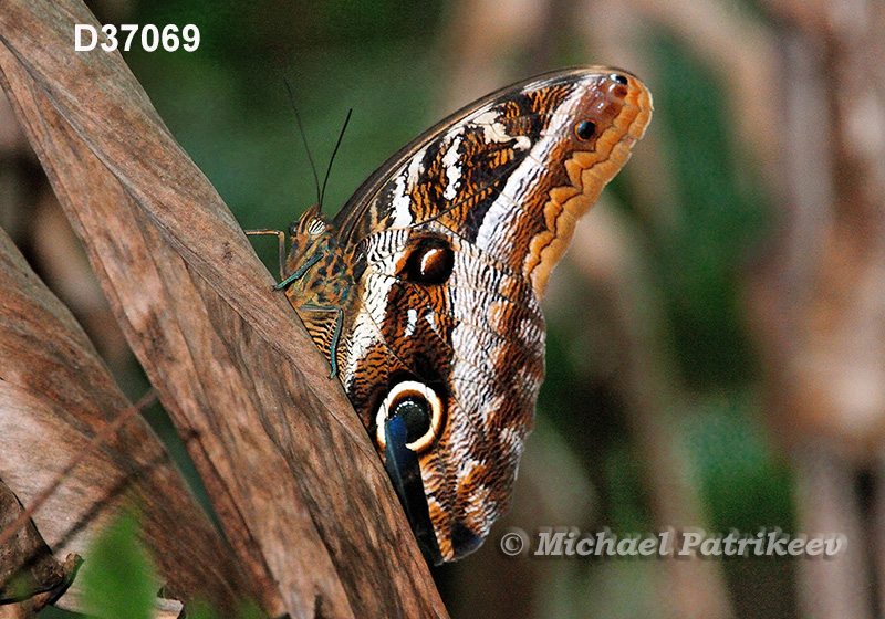 Idomeneus Owl-Butterfly (Caligo idomeneus)